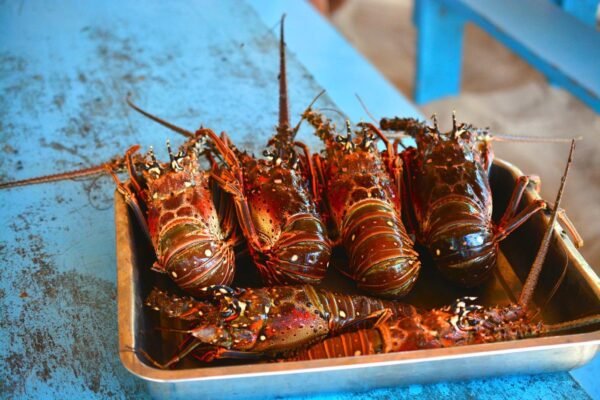 Saona Island lobster lunch Fresh Caribbean lobster served on Saona Island excursion, Punta Cana