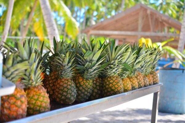 Saona Island fresh pineapple Fresh pineapple served on Saona Island excursion, Punta Cana