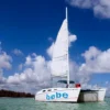 A catamaran under full sail on flat blue water with a palm-lined shore behind