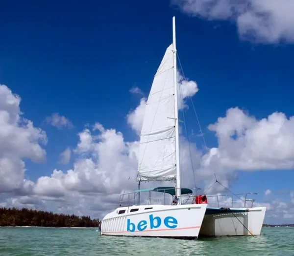 A catamaran under full sail on flat blue water with a palm-lined shore behind