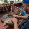 Hand-rolling cigars at the cigar shop A Dominican artisan rolling a cigar by hand on a wooden block, dried tobacco leaves around him
