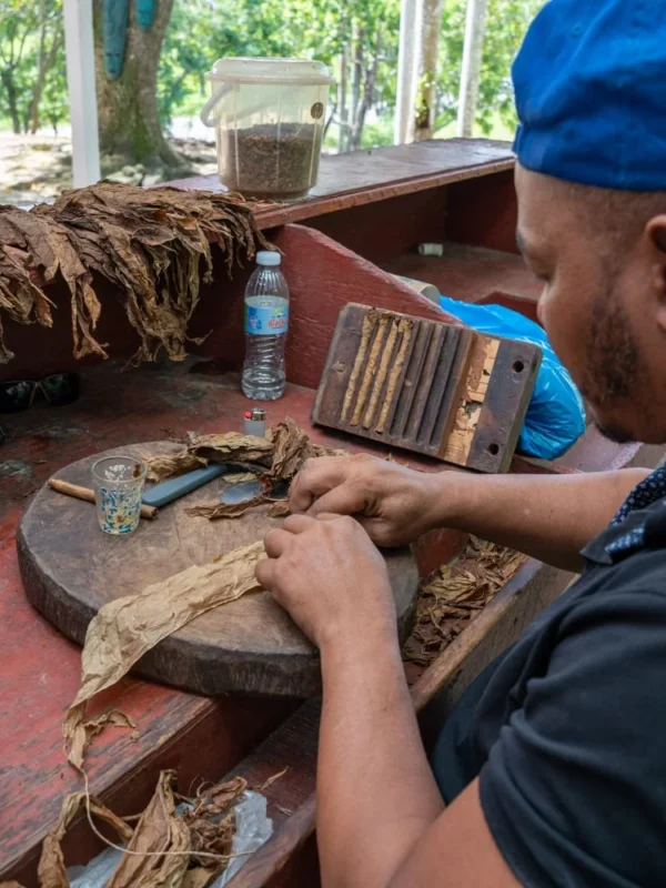 Hand-rolling cigars at the cigar shop A Dominican artisan rolling a cigar by hand on a wooden block, dried tobacco leaves around him