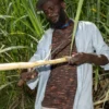 Sugar cane cut in the field A cane cutter holding a freshly stripped stalk of sugar cane at the edge of the field