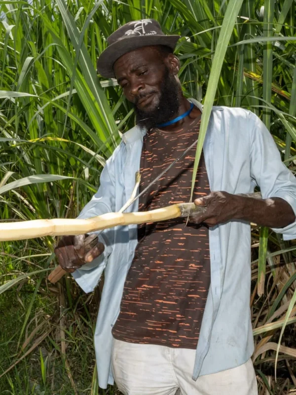 Sugar cane cut in the field A cane cutter holding a freshly stripped stalk of sugar cane at the edge of the field