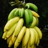 Fruit trees on the plantation A heavy bunch of ripening bananas hanging in the shade of the plantation