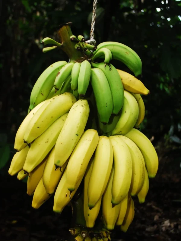 Fruit trees on the plantation A heavy bunch of ripening bananas hanging in the shade of the plantation
