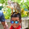 monkey-land-punta-cana-monkey-standing-on-head-13 Monkey Land Punta Cana