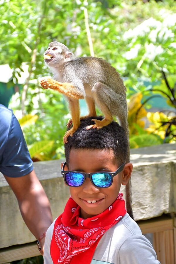 monkey-land-punta-cana-monkey-standing-on-head-13 Monkey Land Punta Cana
