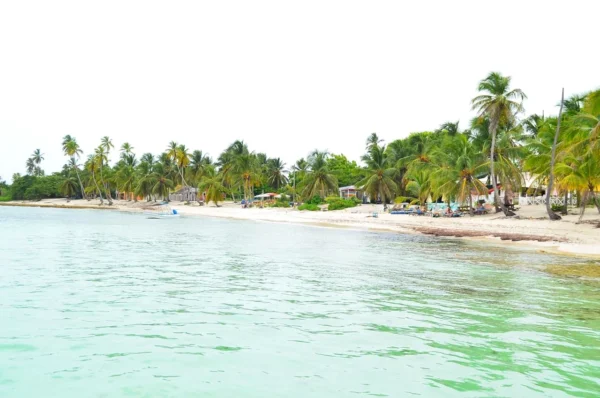 Saona Island coastline with beach huts A curving Saona Island coastline with beach huts, loungers, and palm trees