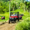 Two buggies cross open green farmland beneath tall royal palms