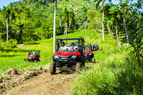 Two buggies cross open green farmland beneath tall royal palms