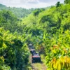 A buggy makes its way up a steep dirt trail surrounded by tropical vegetation