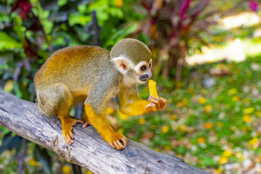 A squirrel monkey perched on a branch holding a piece of fruit, with jungle foliage behind