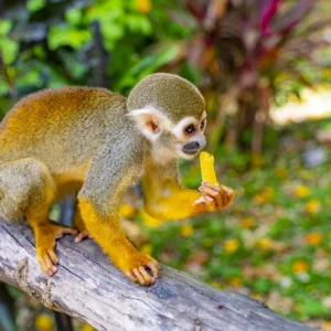 A squirrel monkey perched on a branch holding a piece of fruit, with jungle foliage behind