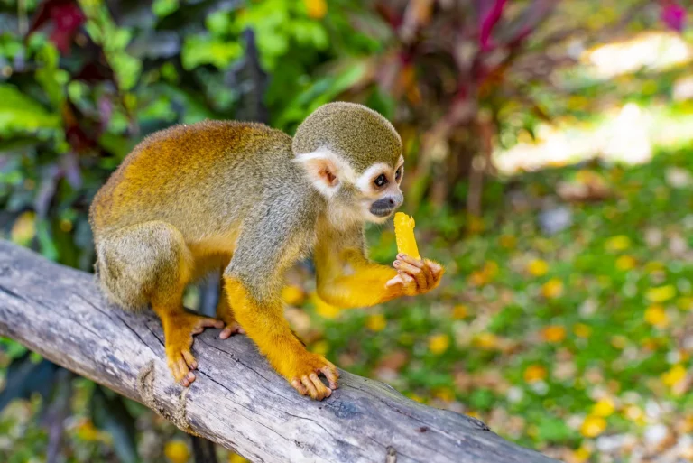Monkey Land Punta Cana