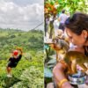 Left: a rider in a red helmet descending a zipline above the rainforest. Right: a close-up of squirrel monkeys feeding from a bowl held by a visitor.