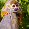 A squirrel monkey grips a weathered wooden rail in close-up with jungle foliage blurred behind