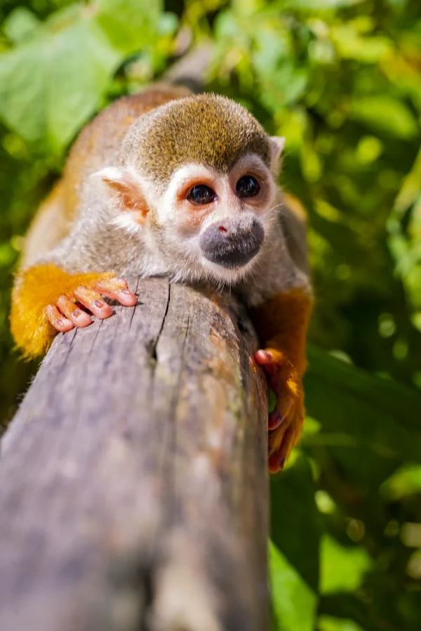 A squirrel monkey grips a weathered wooden rail in close-up with jungle foliage blurred behind