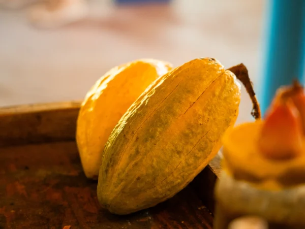 Golden cacao pods on a wooden board at the organic products tasting stop